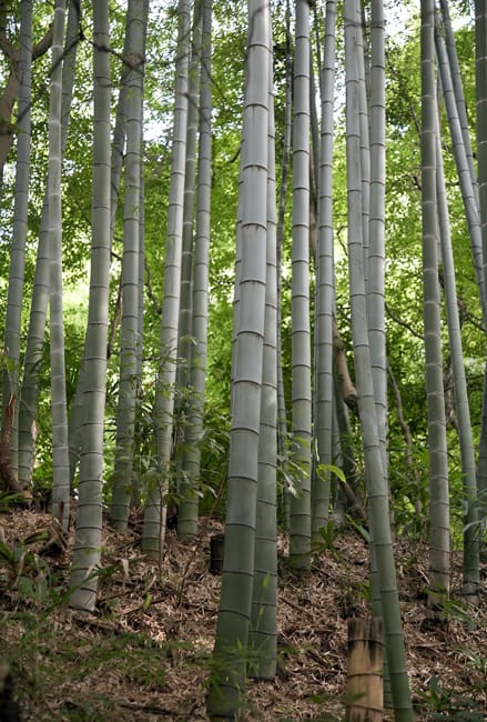 pht-serving-earth-bamboo pht-serving-earth-bamboo
