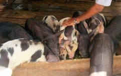 pht-cause-mccahill-piggery-project-myanmar