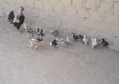 Smallholder Poultry Project for Vulnerable Youth